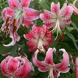 lilium-speciosum-var-rubrum-uchida-1245.jpg