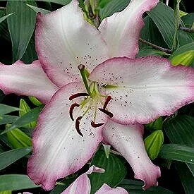 lilium-brasilia-1479.jpg