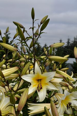 20Pcs Gloriosa Flamme Lily Seed Balkon Bonsai Hausgarten Blumen N2H8 Lilien F0X1