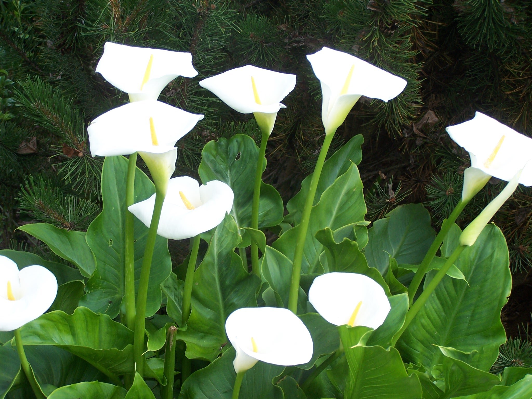 Calla Aethiopica (Zantedeschia Aethiopica) — The Lily Garden