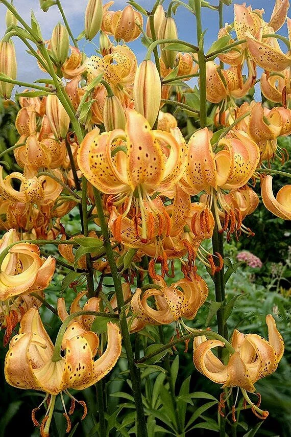 Martagon Peppard Gold The Lily Garden Martagon Peppard Gold The Lily Garden