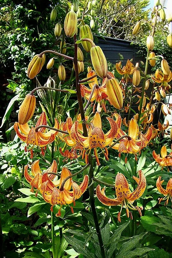 lilium-sunny-morning-nicotine-1410.jpg
