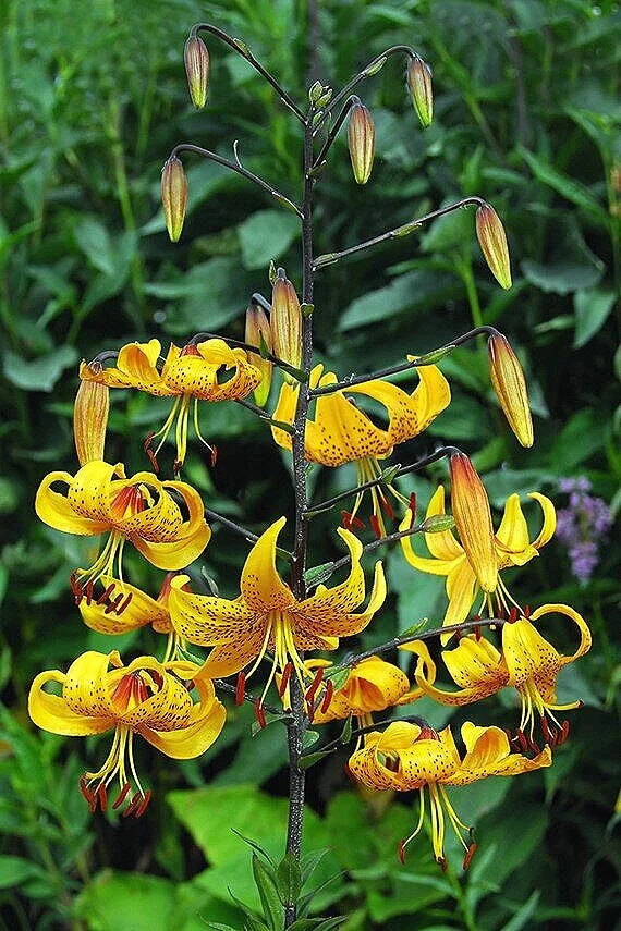 lilium-leichtlinii-2604.jpg