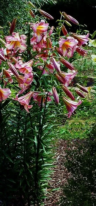 spider lily white flower Hymenocallis liriosme