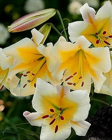 lilium-miss-peculiar-1280.jpg