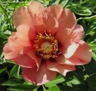 old+rose+dandy3.jpg