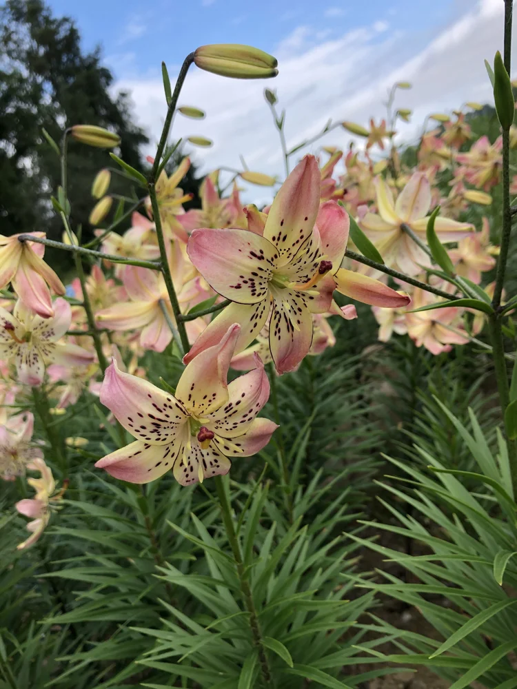 Corsage' — The Lily Garden