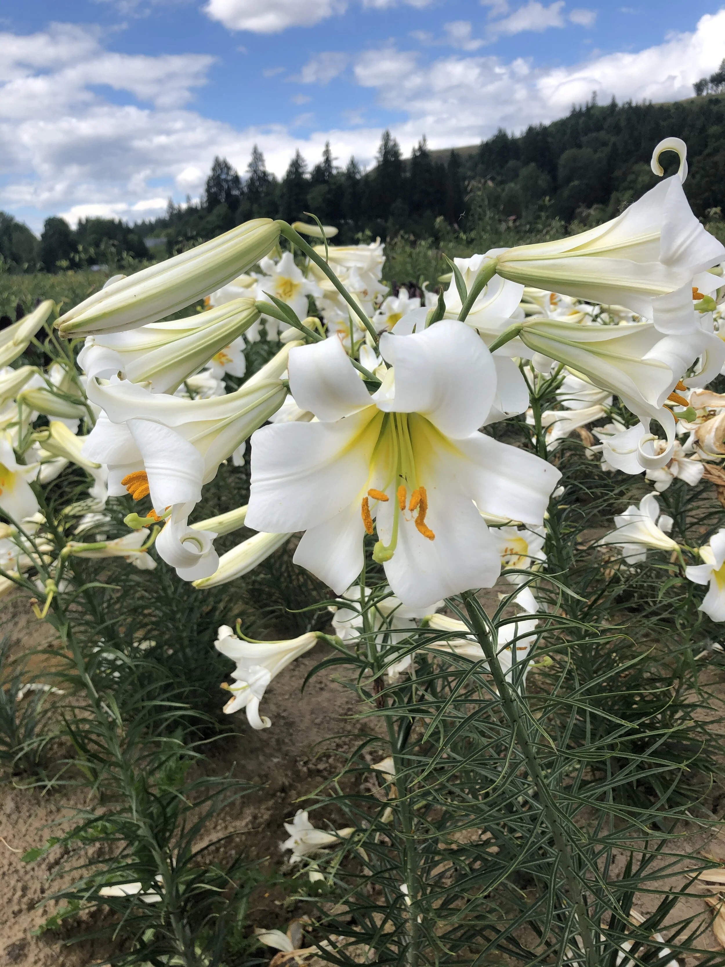 728BF42B-C7E3-4762-8751-1B77885126D5