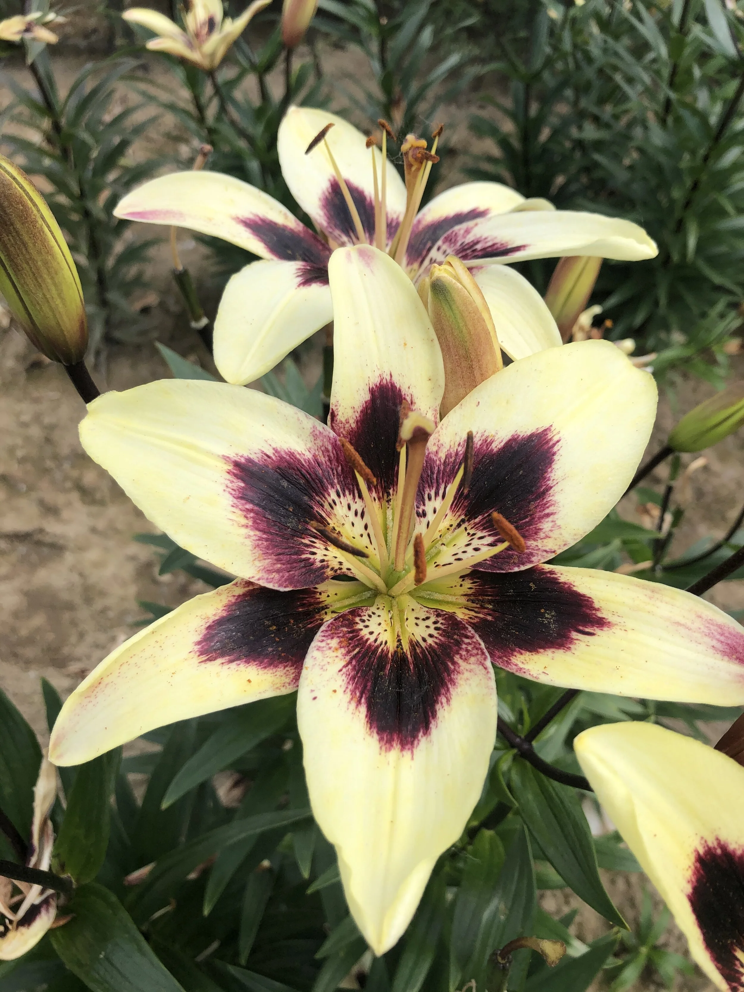 4EF1CFDA-C5FC-4FC5-BE07-C87A49E3507E