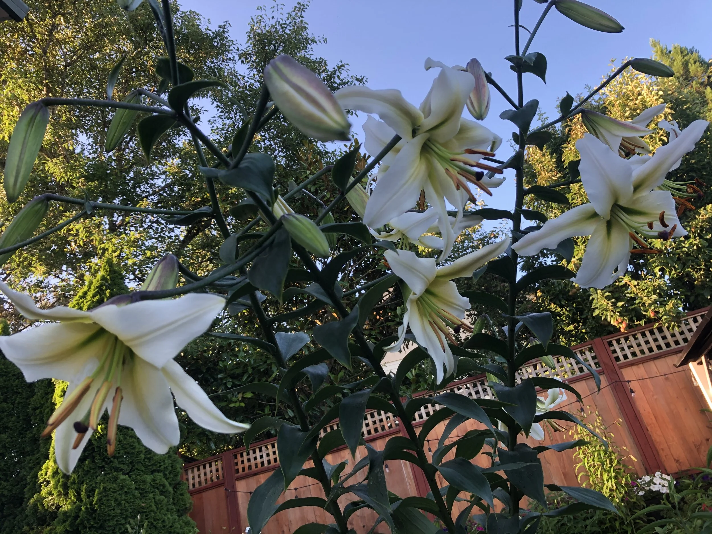 89F87288-13D1-4335-B087-0B8F7DB8AE13