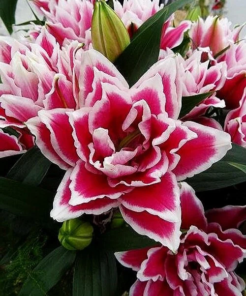 Lilium_ROselily_Samantha_002.jpg