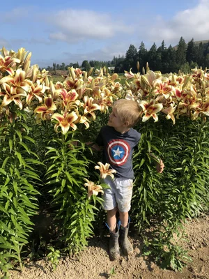 Flavia' — The Lily Garden