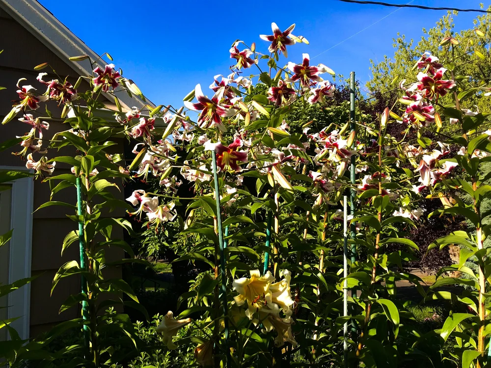 LiLi Leslie Woodriff' — The Lily Garden