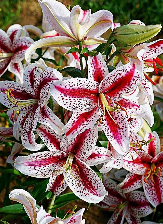 Tiger Woods  The Lily Garden