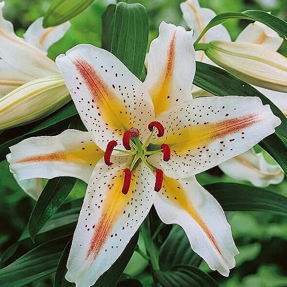 'Garden Party'  The Lily Garden