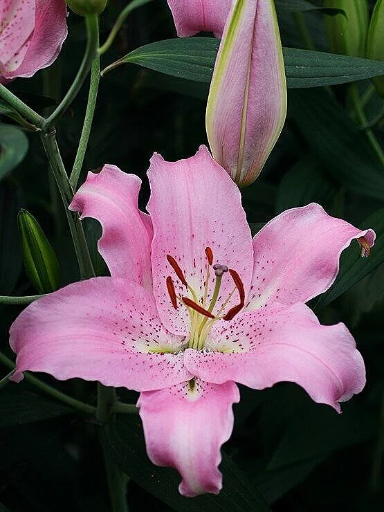 lilium-josephine-954.jpg