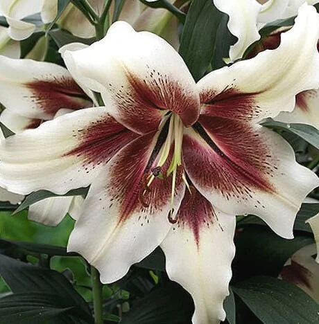 Lilium-Zeba-0.jpg