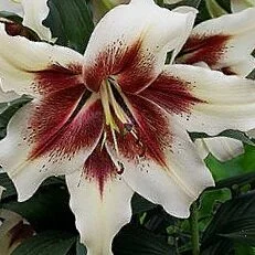 lilium-zeba-1386.jpg
