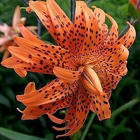 lilium-lancifolium-flore-pleno-962.jpg