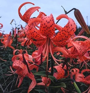 Lancifolium (tiger lily)  The Lily Garden
