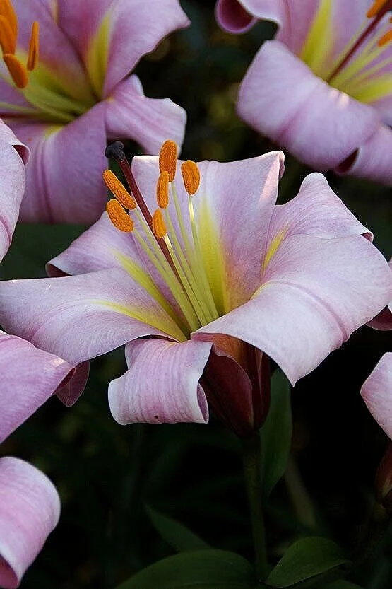 lilium-pink-planet-1051.jpg