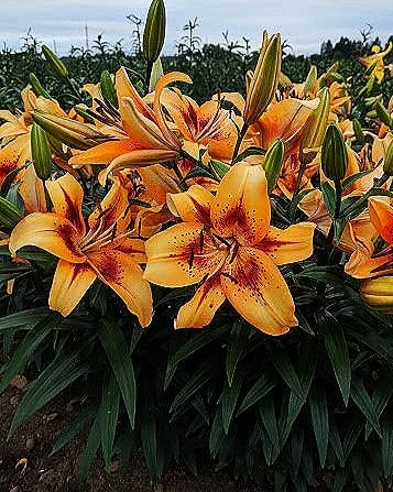 Hotel California' OA hybrid  The Lily Garden