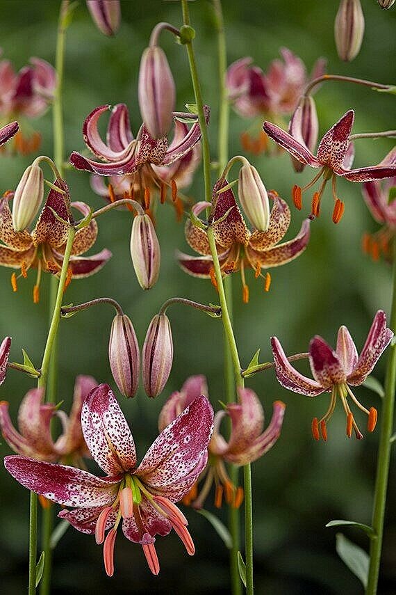 lily vap la moutonne Martagon Lilies main image 0
