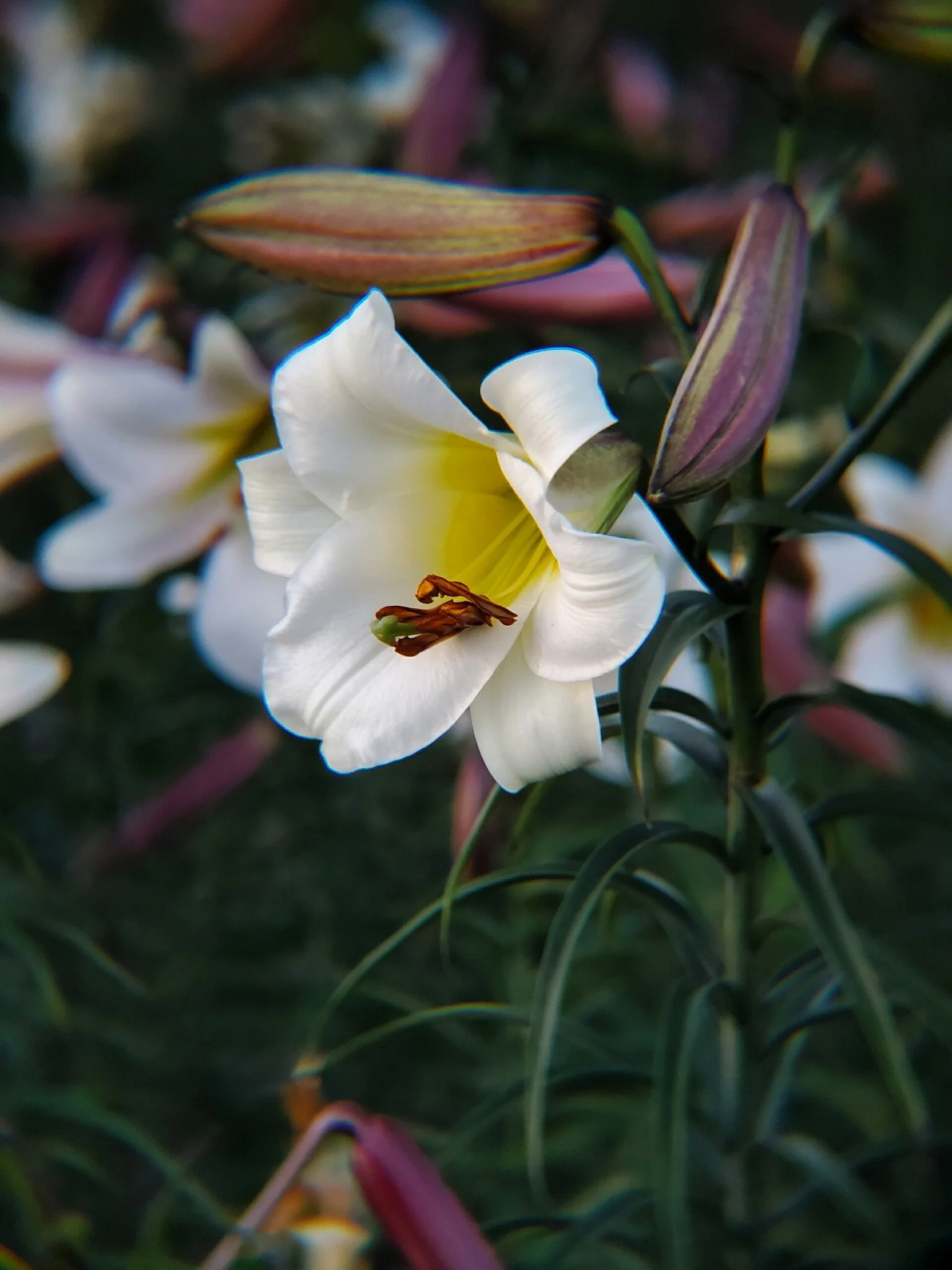 A887535D-D1A2-4868-86E4-3DF6C857F44F