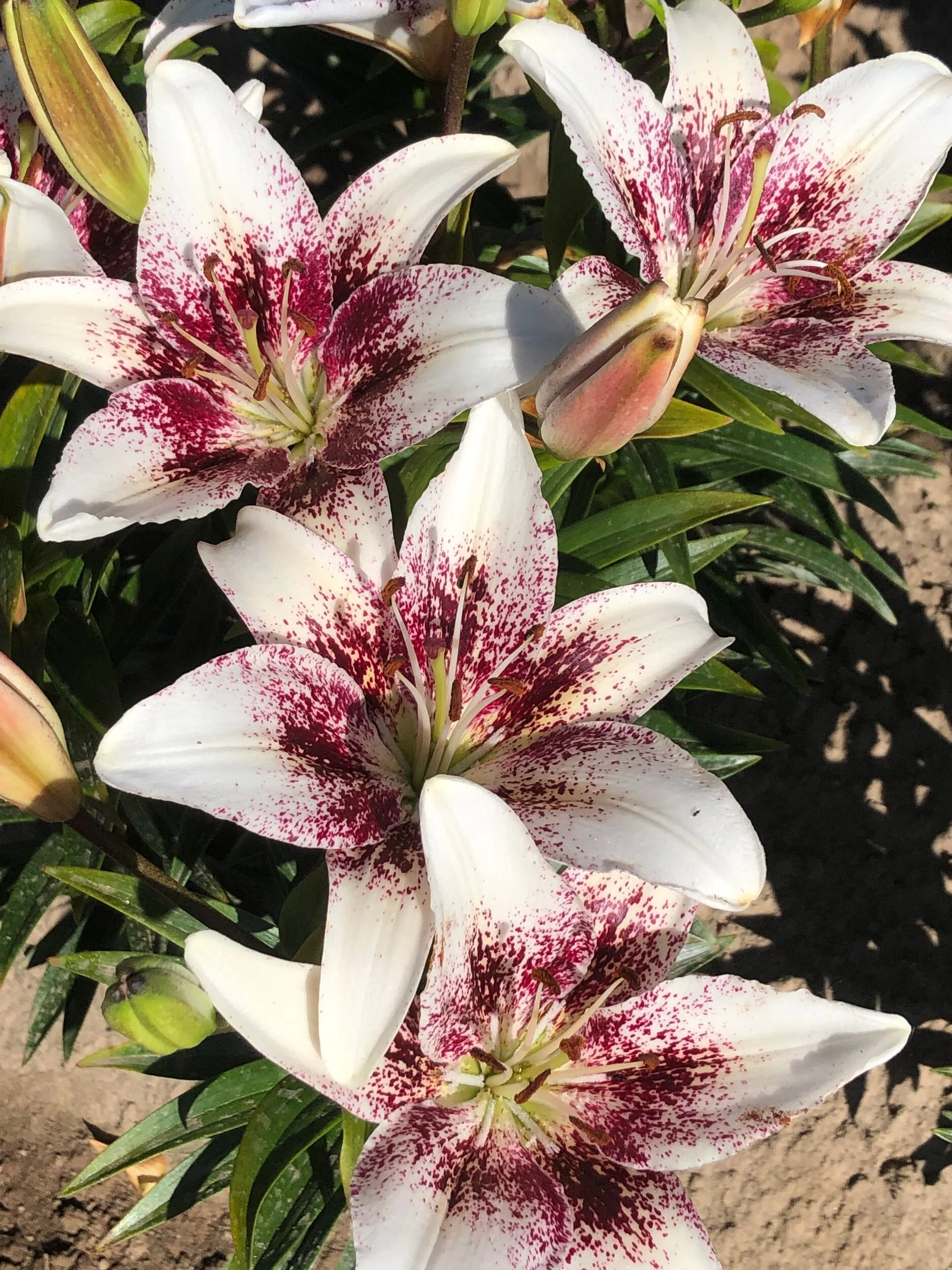 4605EC65-5204-42A9-9F63-4558629537AF