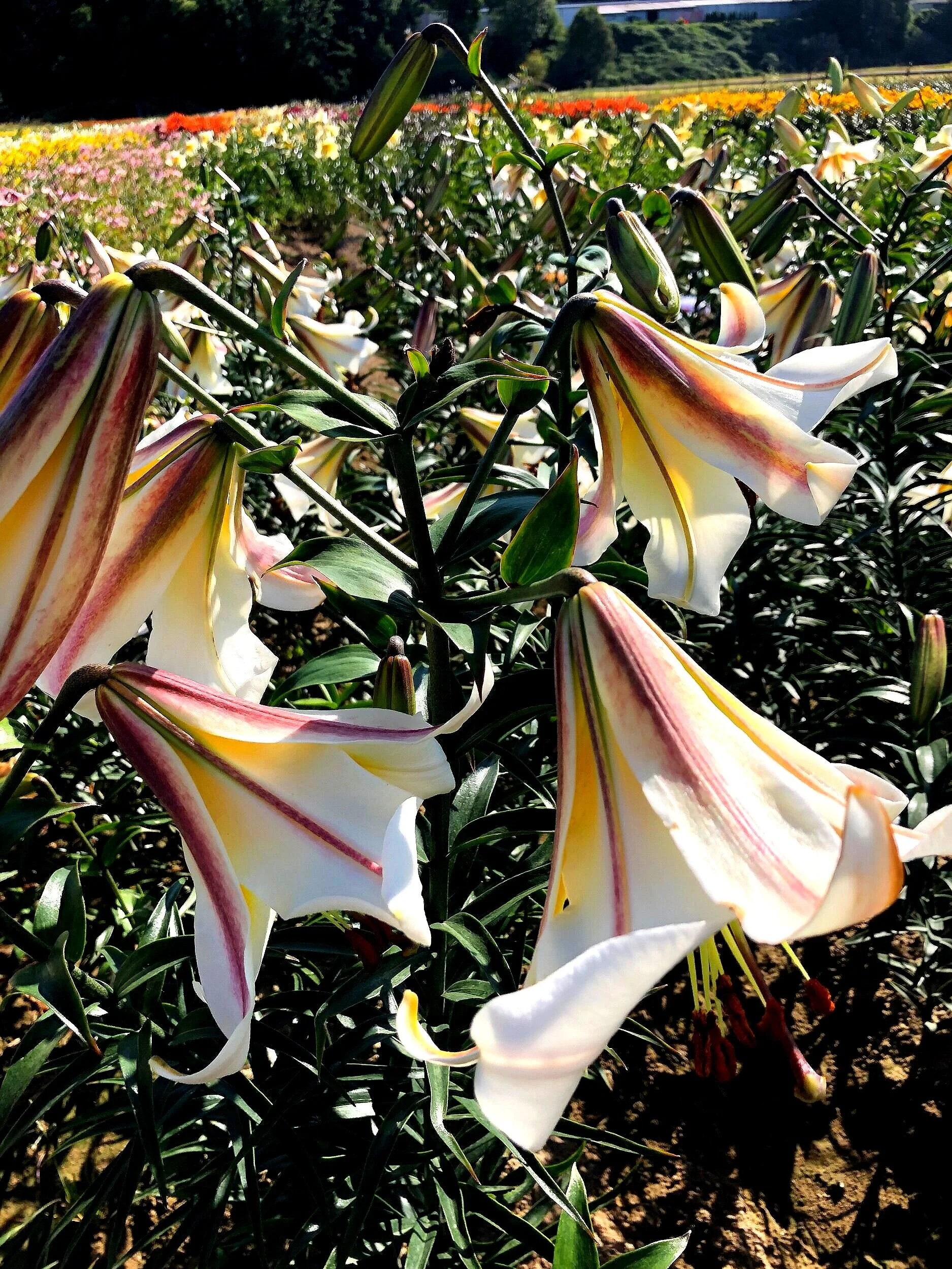 22A45BF2-DCAA-44E7-99E6-EC1F66EAA6AD