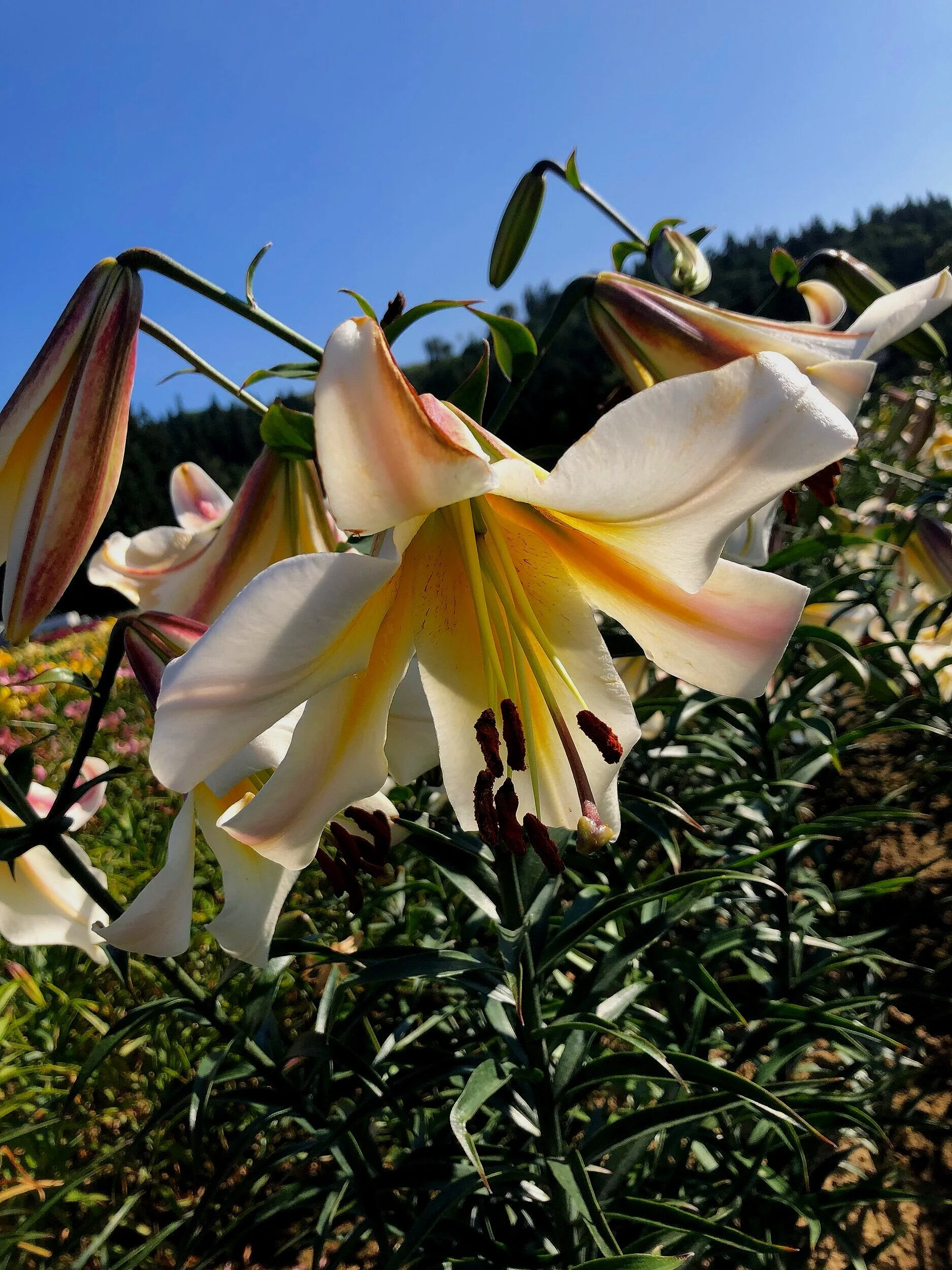 4DB621E9-8701-440A-9715-604943AE894C