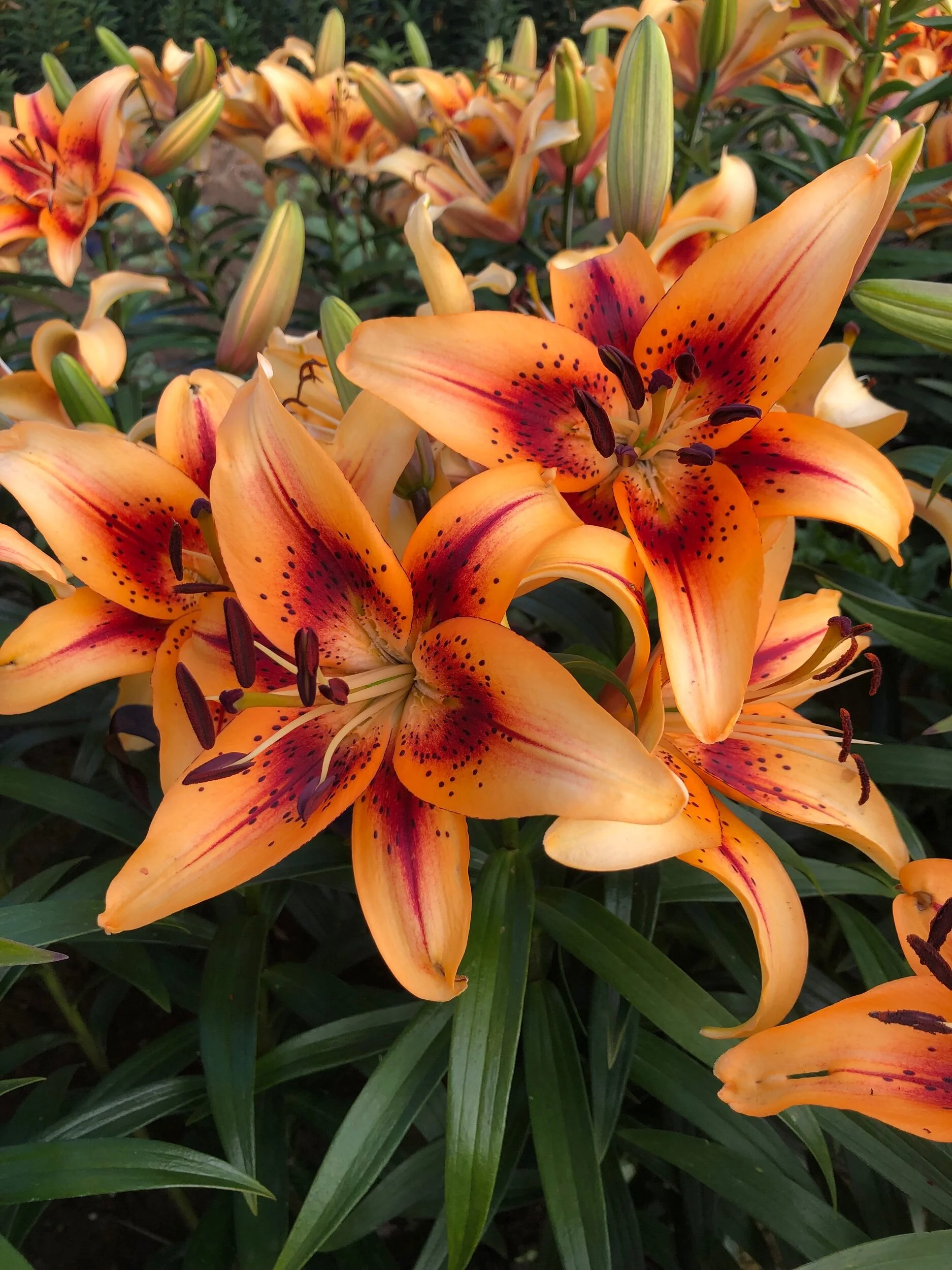 05BFC5E9-3305-4FCB-9C21-5897D22EFA2E