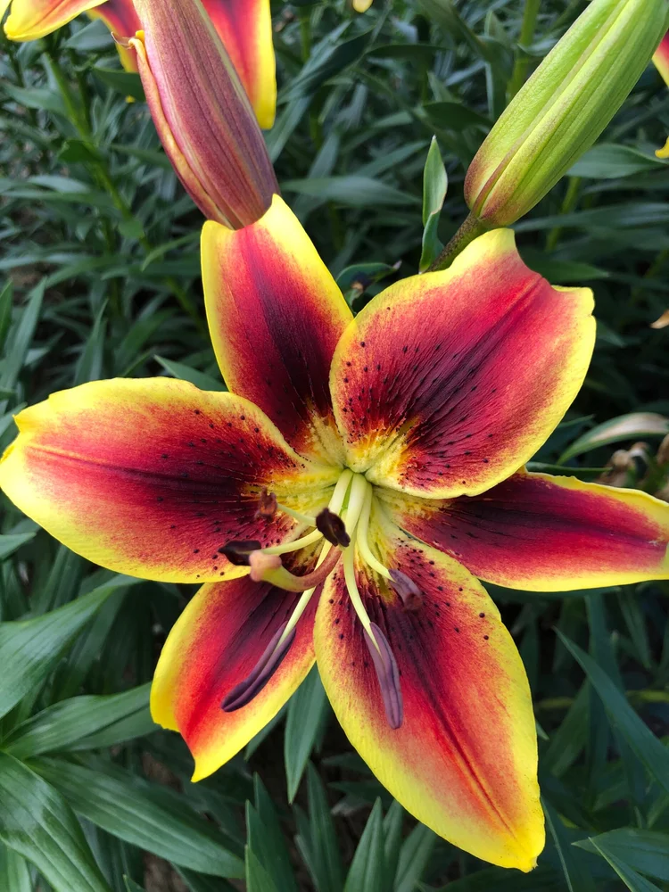 'Viva La Vida' AO hybrid  The Lily Garden