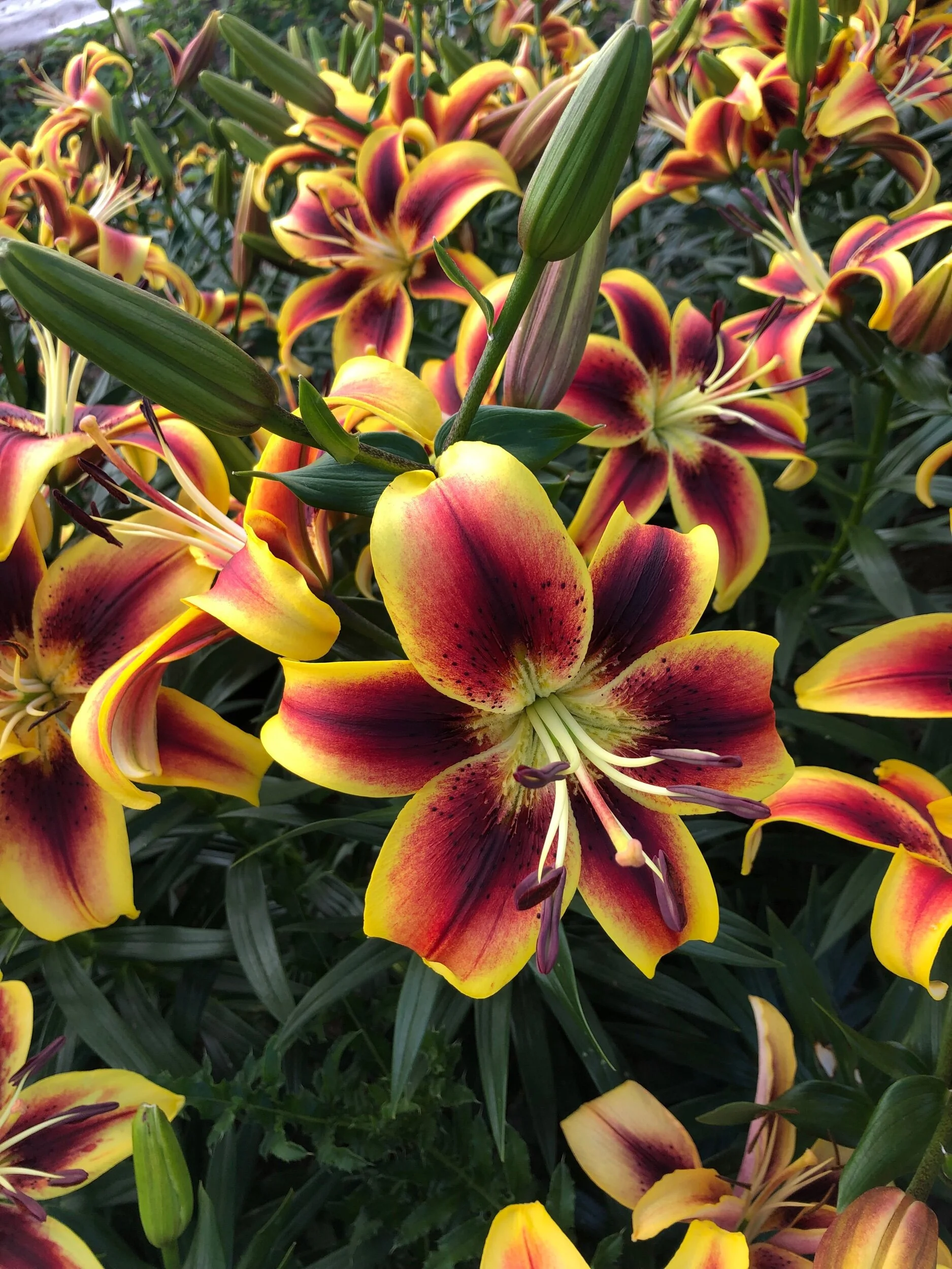 09F3599F-03A4-48C7-AB43-44F448376EE7