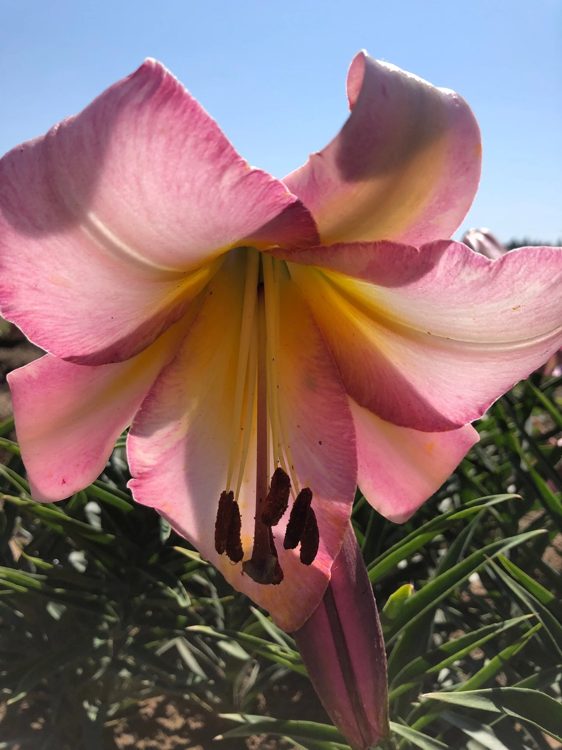 5BBE18B1-FFA0-45A9-9C8A-3E9D690F3D03