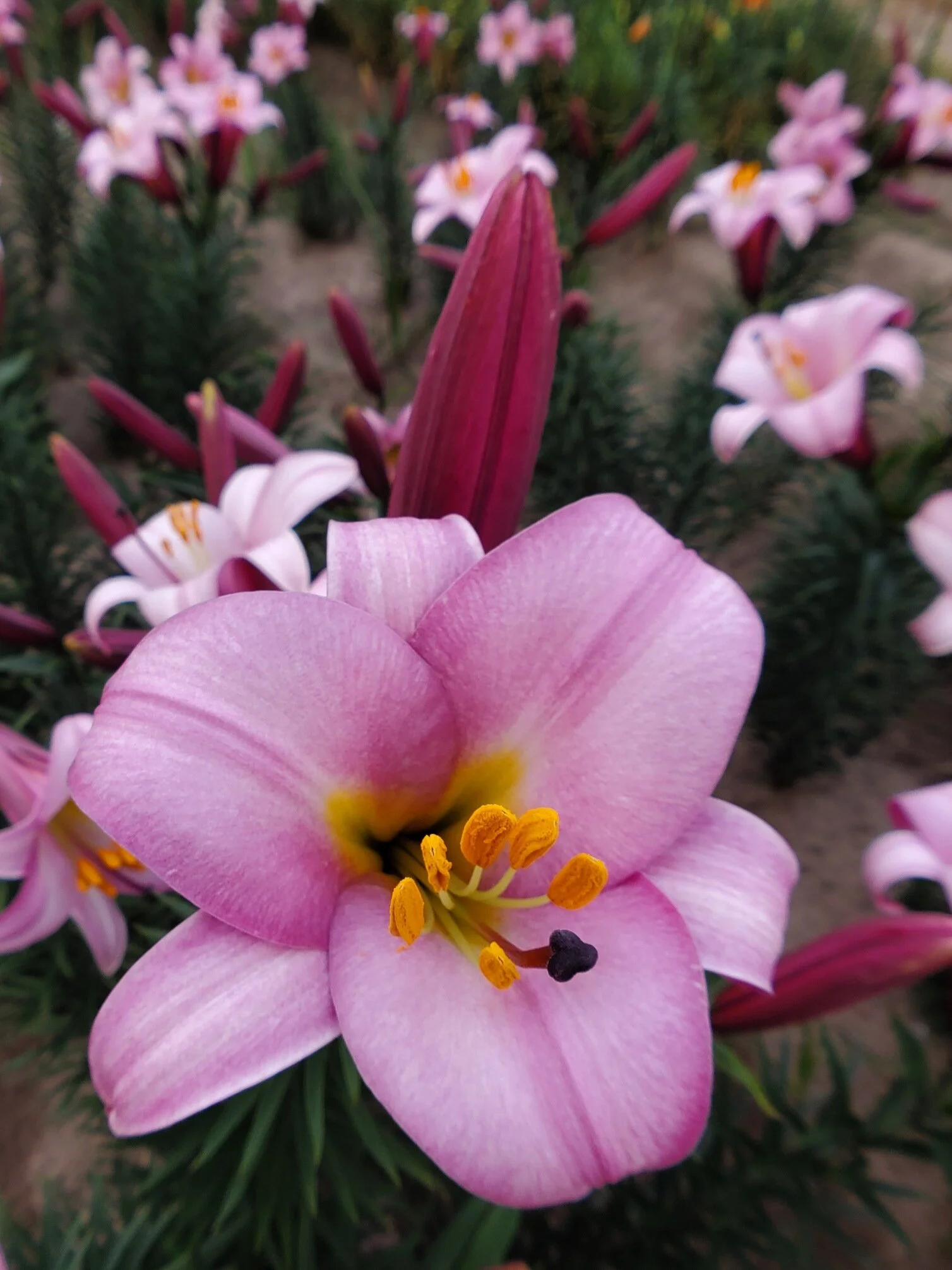 9B75BEDD-2B84-4498-B254-BEDF355C8594