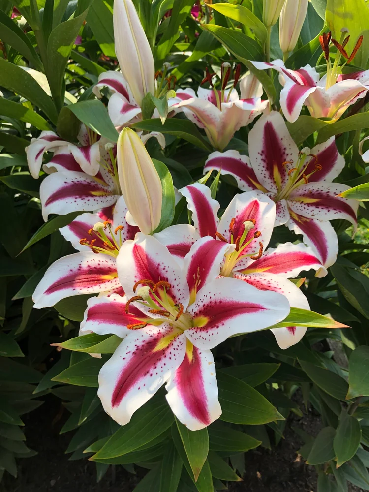 Big Smile  The Lily Garden