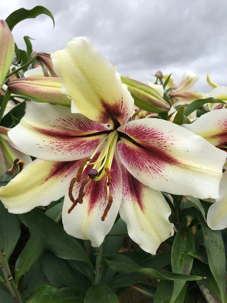 Zeba' — The Lily Garden