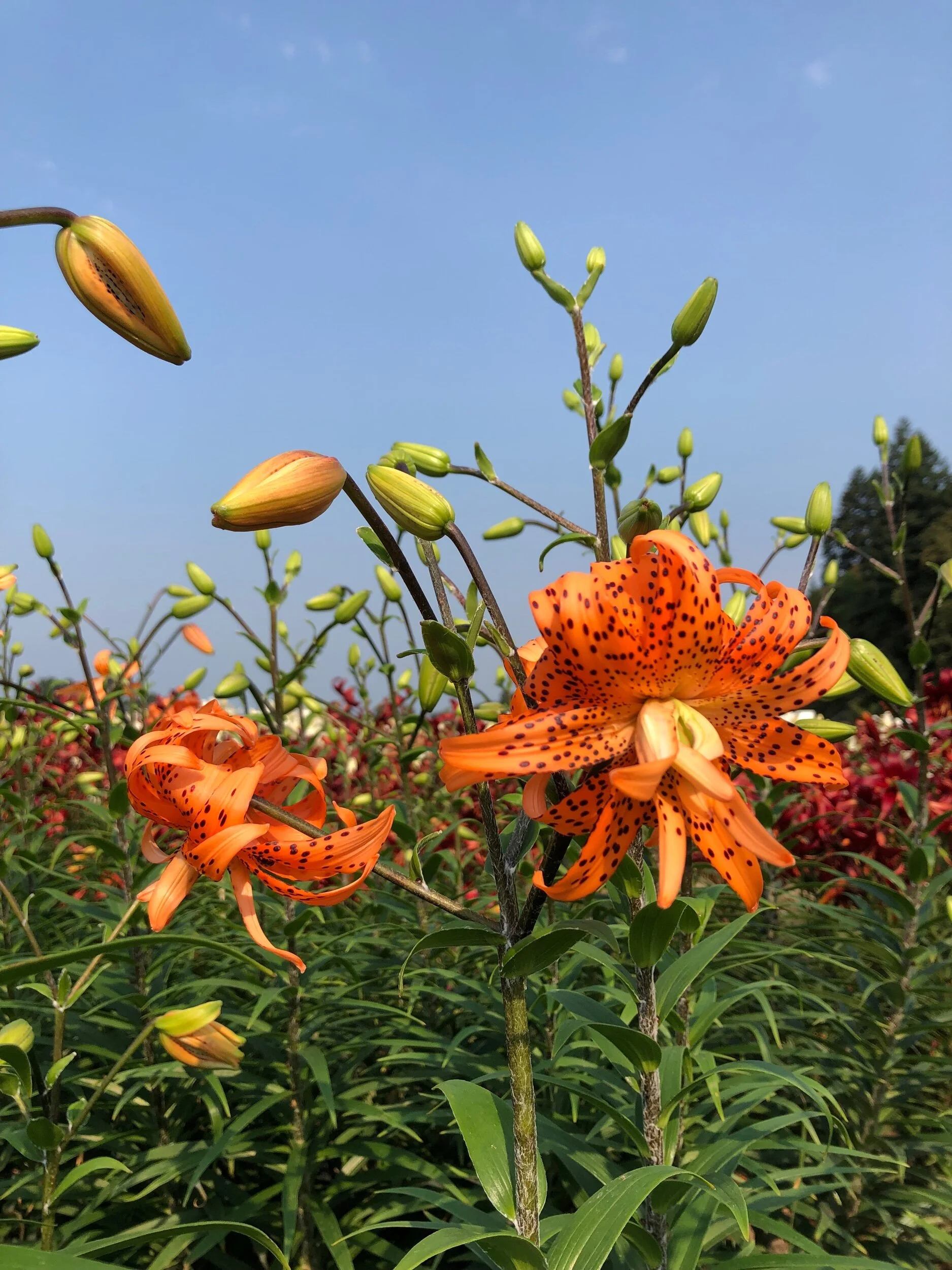 3B2FF1FE-5C17-49FC-AD81-187F7B7E3C9E