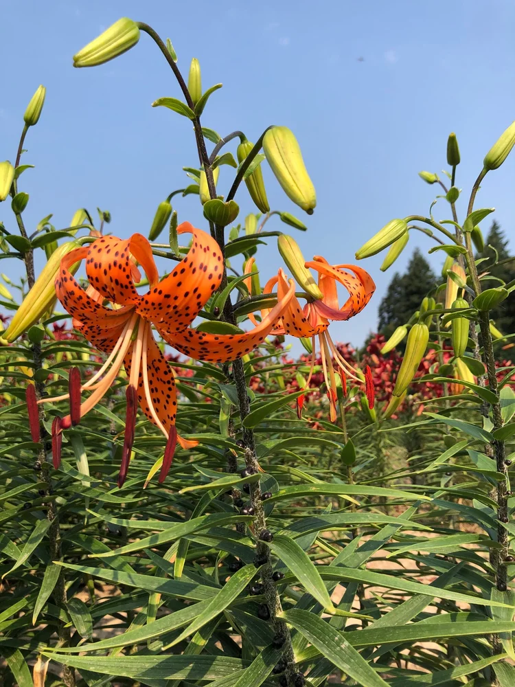 Lancifolium (tiger lily)  The Lily Garden