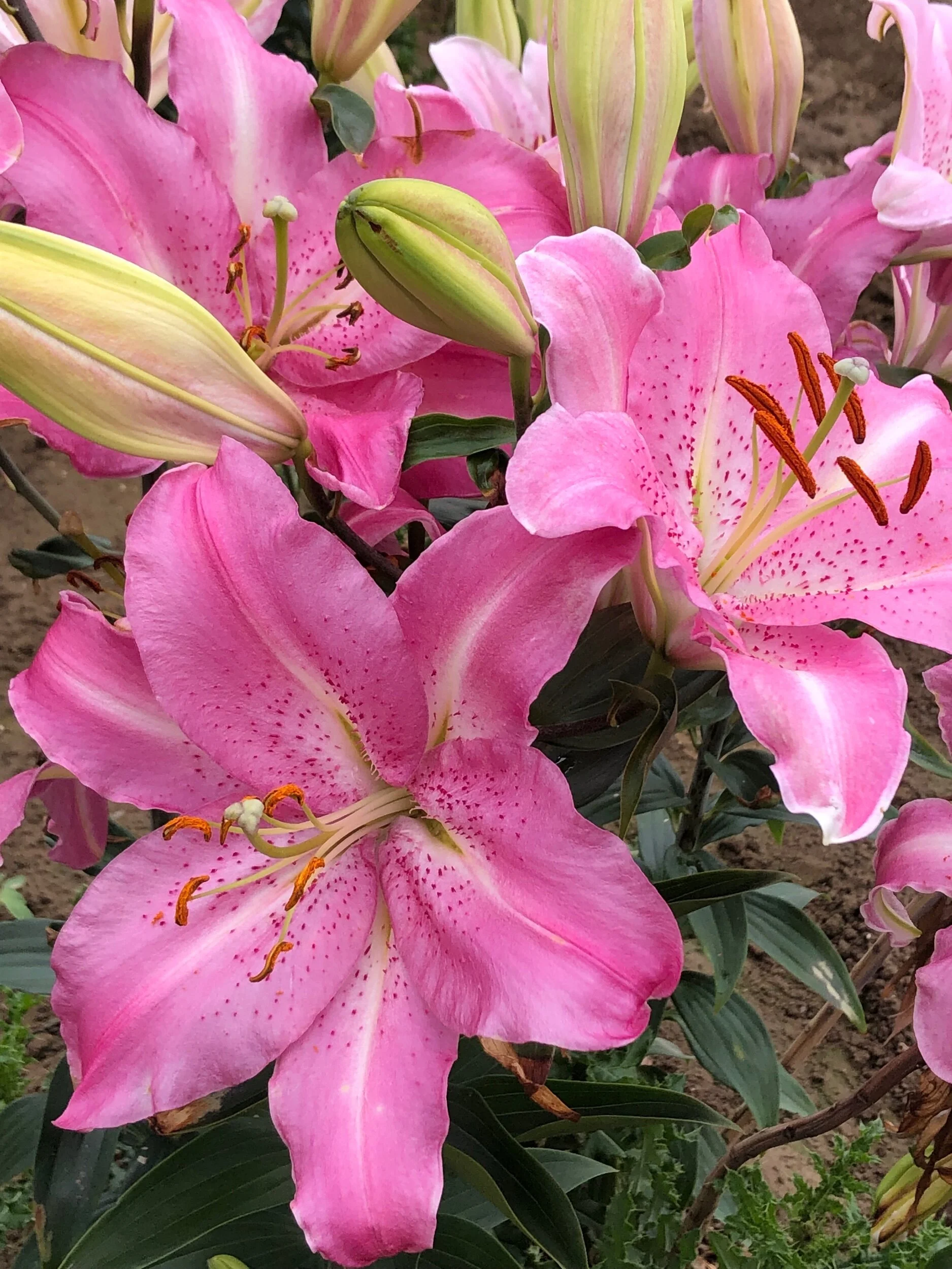 922DD638-C5F0-481F-A204-D04E08899682