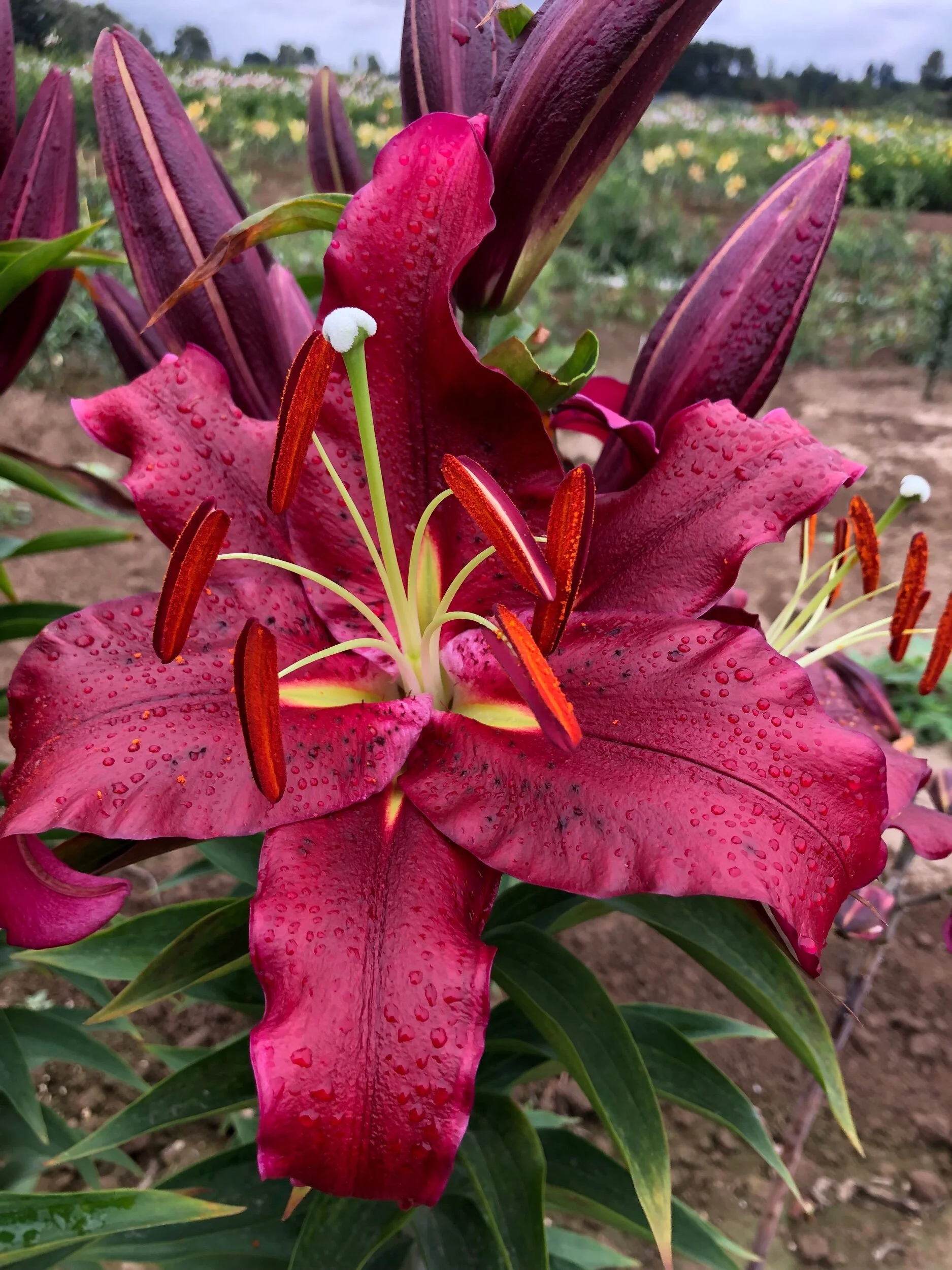 FF54E7B9-D007-478C-A378-B7AFB3DD5186