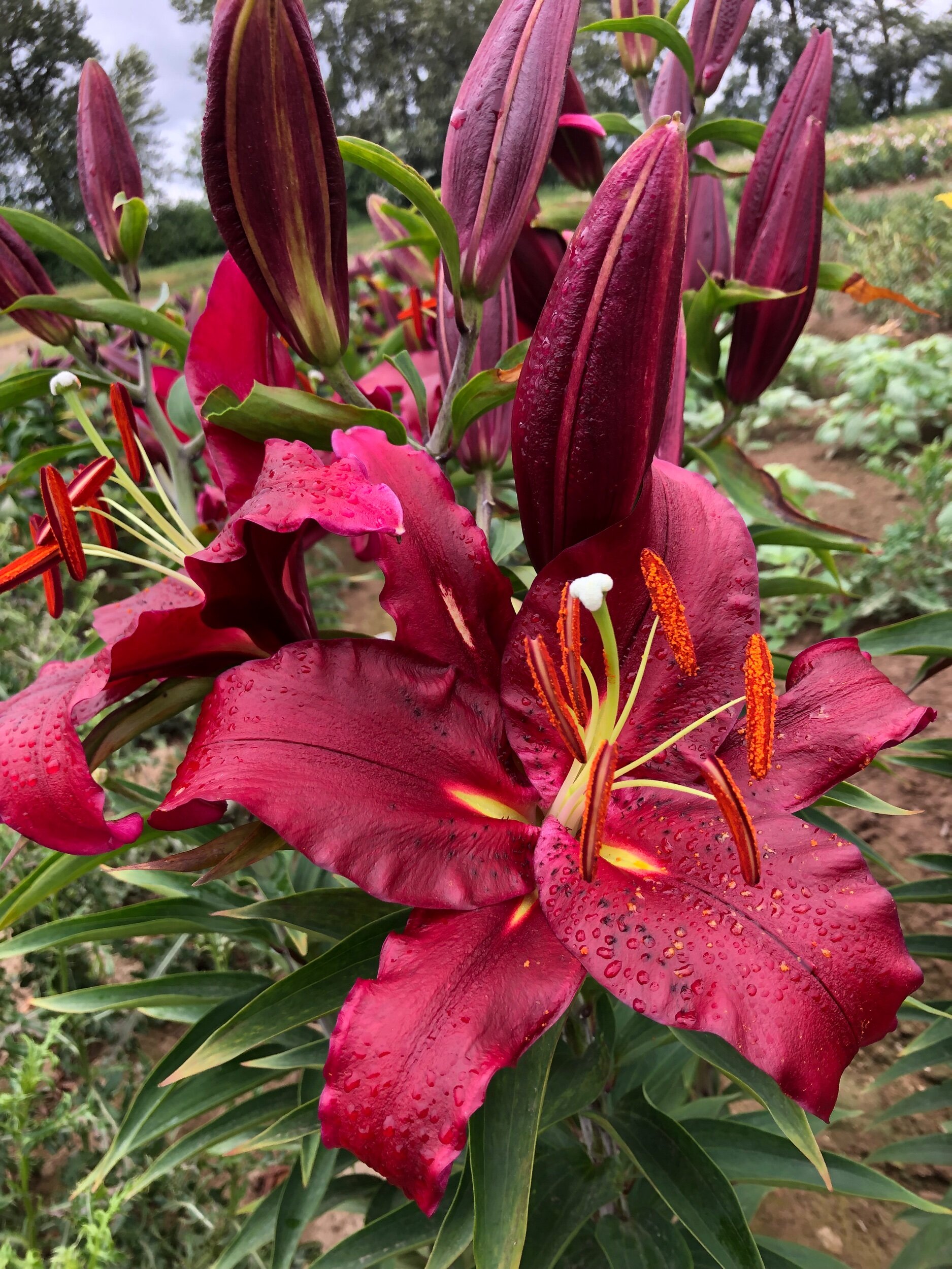 FC8C554F-242A-4785-BB89-6DA0AA924AAE