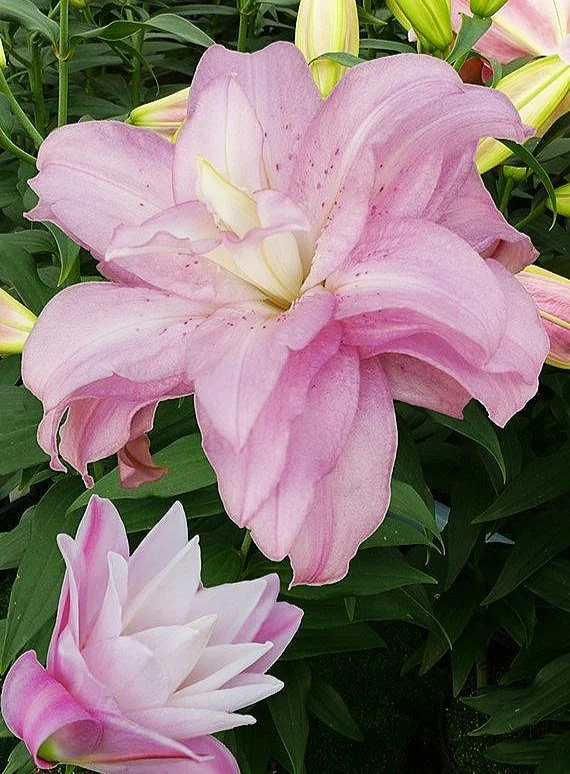 lotus-spring-1515.jpg