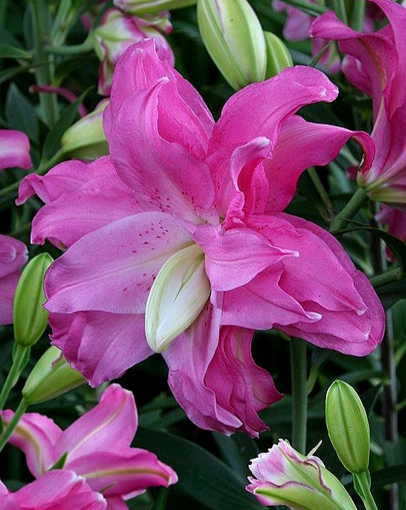 lotus-joy-1511.jpg