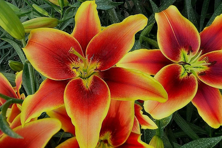 Asiatic lilies - The Lily Garden  The Lily Garden