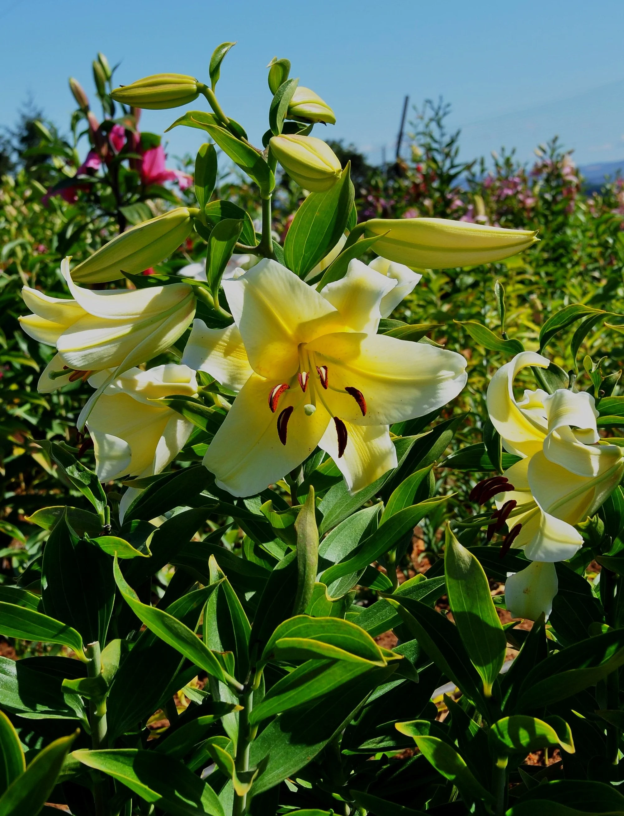 outfacing+yellow+2.jpg