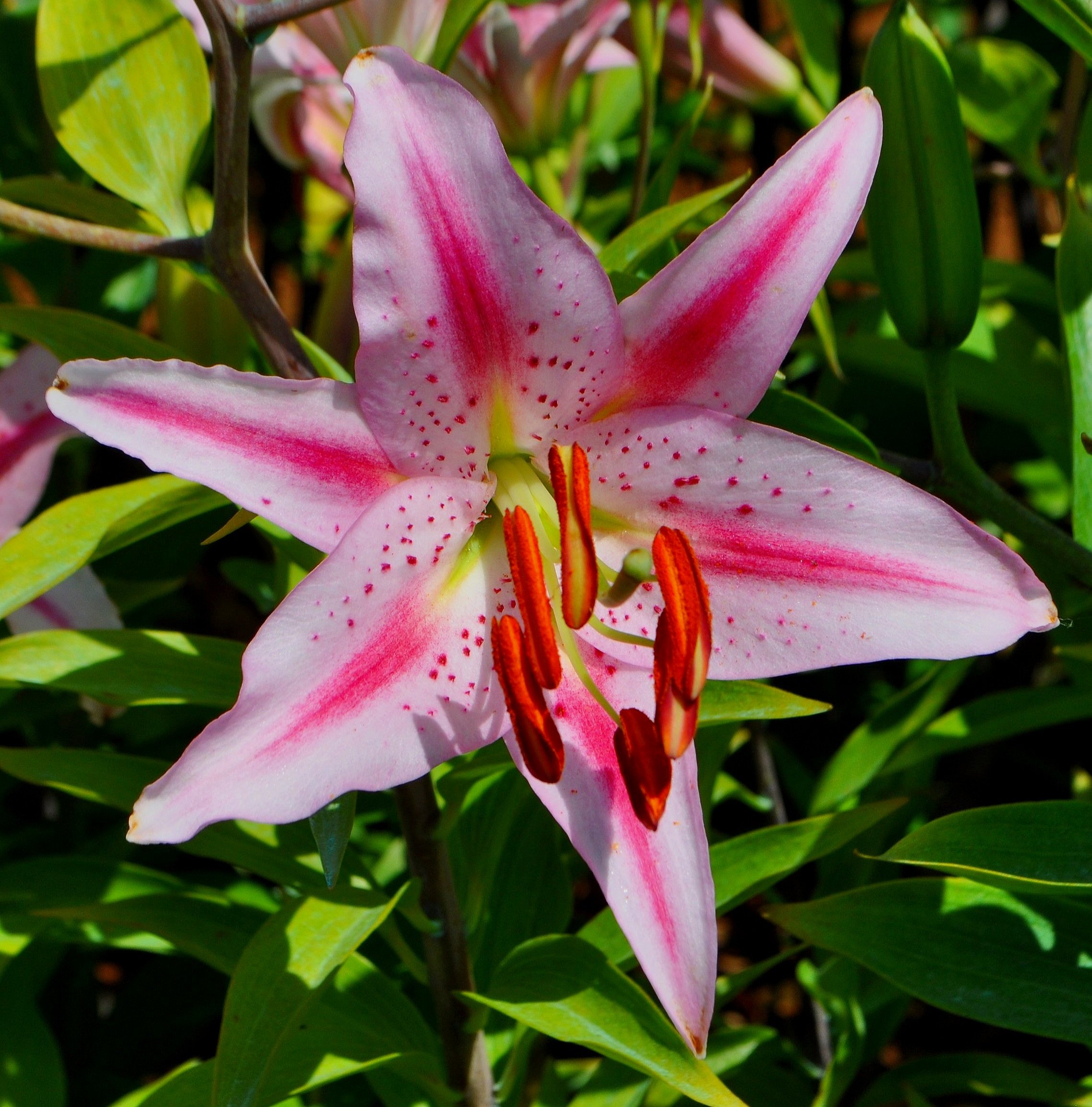 Pink+Star+%282%29.jpg