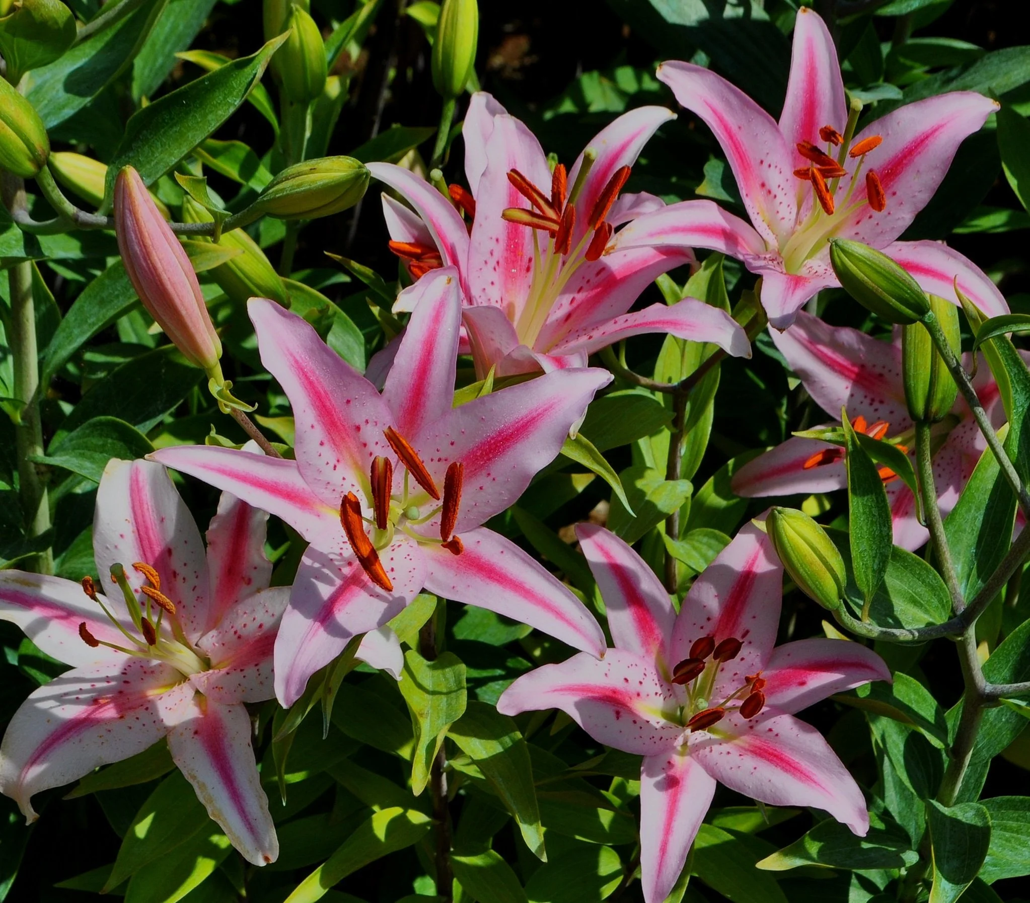 Pink+Star+%281%29+%281%29.jpg