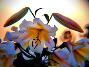 Opulent' — The Lily Garden